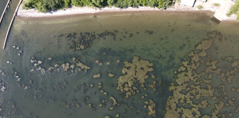 水生植物の繁茂調査